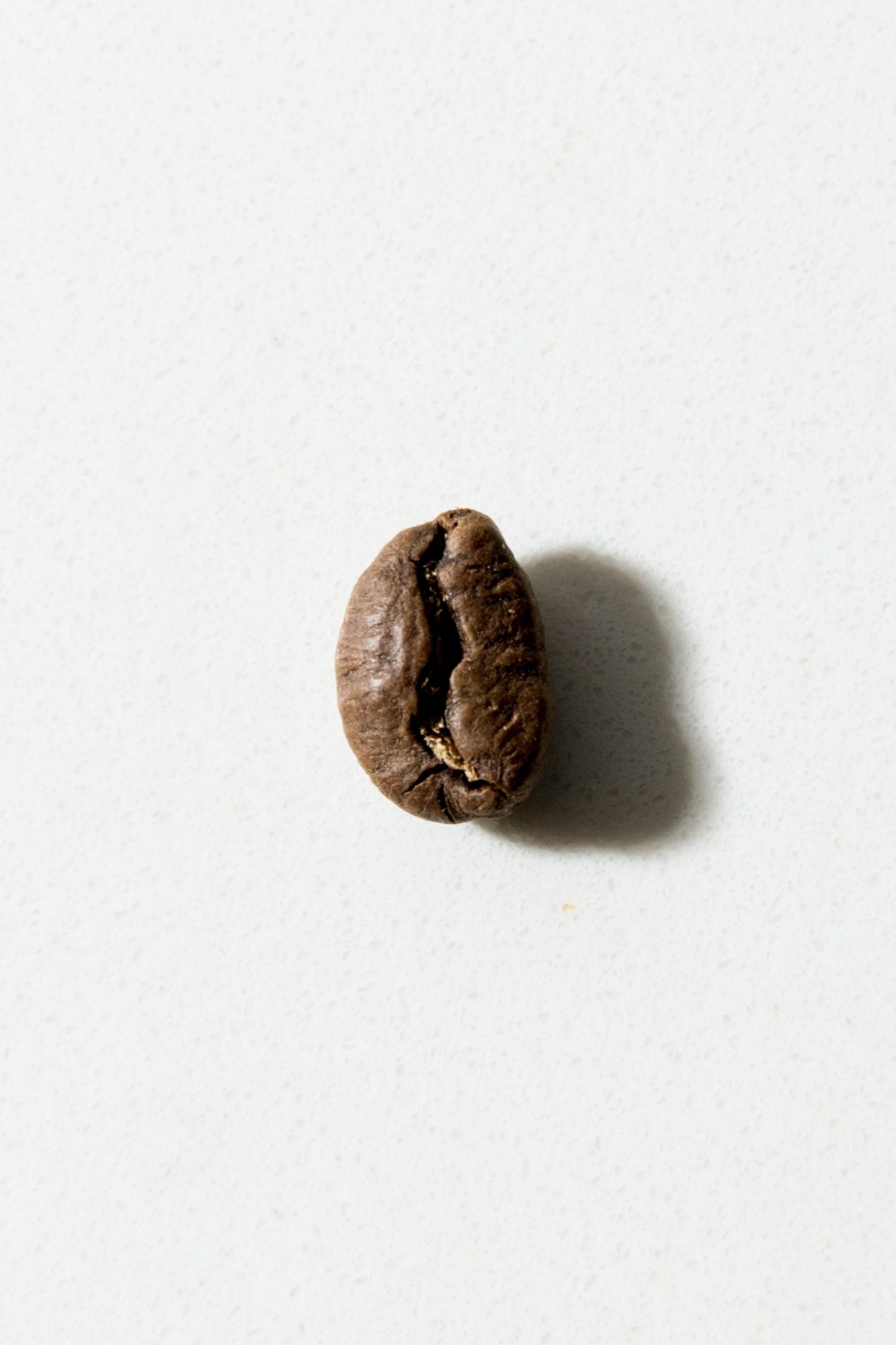 A single roasted coffee bean casting a shadow on a white textured surface, captured by Seattles best commercial food lifestyle photographer. captured by seattle food and lifestyle photographer Brooke Fitts