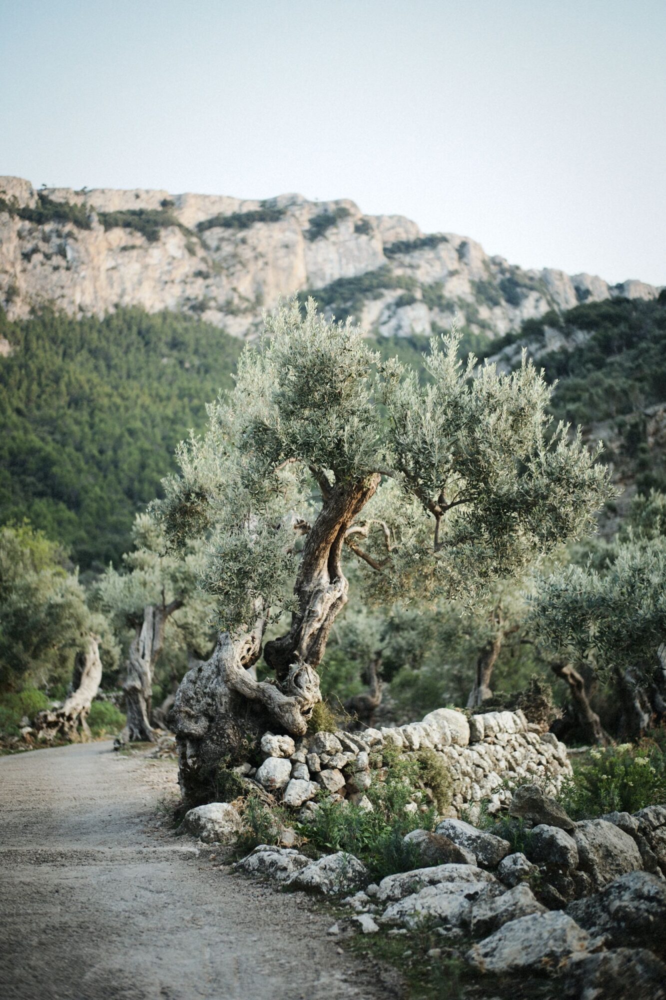 Seattle's best commercial food and hospitality photographer A winding dirt path passes through a grove of ancient olive trees with gnarled trunks, set against rocky hills and lush greenery under a clear sky—captured in the style of Seattles best commercial food lifestyle photographer. Stones line the way as low walls. captured by seattle's best food and lifestyle photographer Brooke Fitts