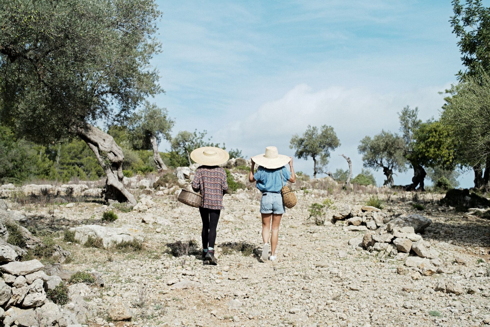 Seattle's best commercial food and hospitality photographer Two people wearing wide-brimmed hats walk away on a rocky path through an olive grove, carrying baskets under a bright, partly cloudy sky—captured by Seattles best commercial food lifestyle photographer. captured by seattle's best food and lifestyle photographer Brooke Fitts