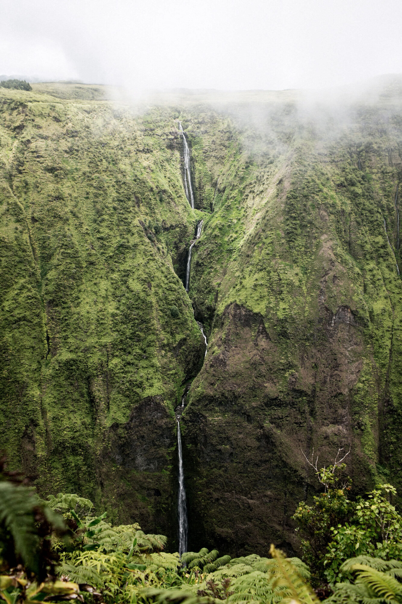 Seattle's best commercial food and hospitality photographer A tall, narrow waterfall cascades down a lush green cliff, partly shrouded in mist and clouds. Ferns appear in the foreground—an inspiring scene through the lens of Seattles best commercial food lifestyle photographer. captured by seattle's best food and lifestyle photographer Brooke Fitts