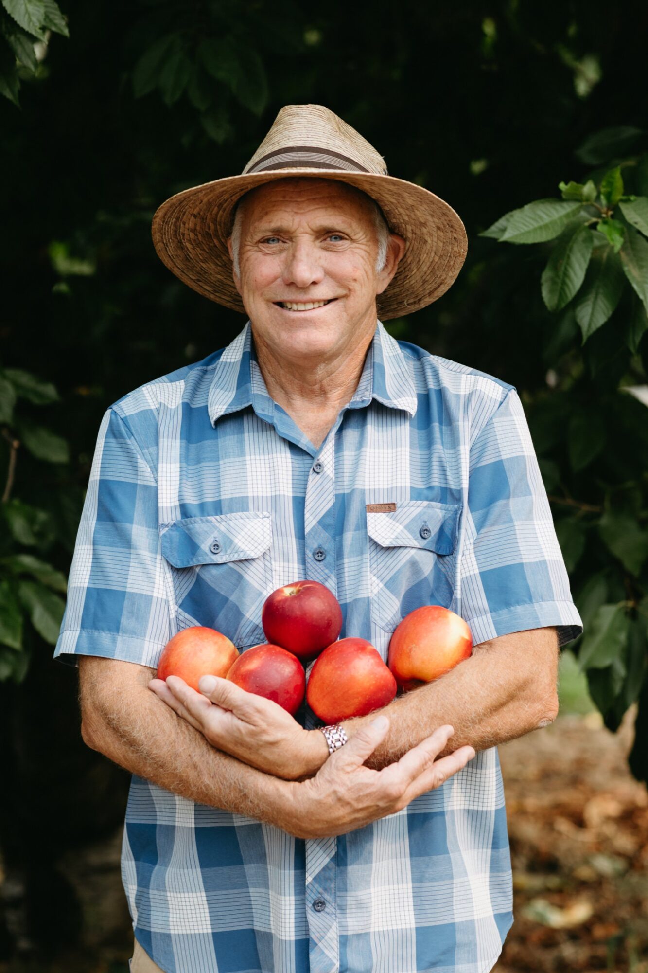 Seattle's best commercial food and hospitality photographer Smiling older man in a straw hat and blue plaid shirt stands outdoors, holding several red and yellow apples, captured by Seattles best commercial food lifestyle photographer, with green foliage in the background. captured by seattle's best food and lifestyle photographer Brooke Fitts