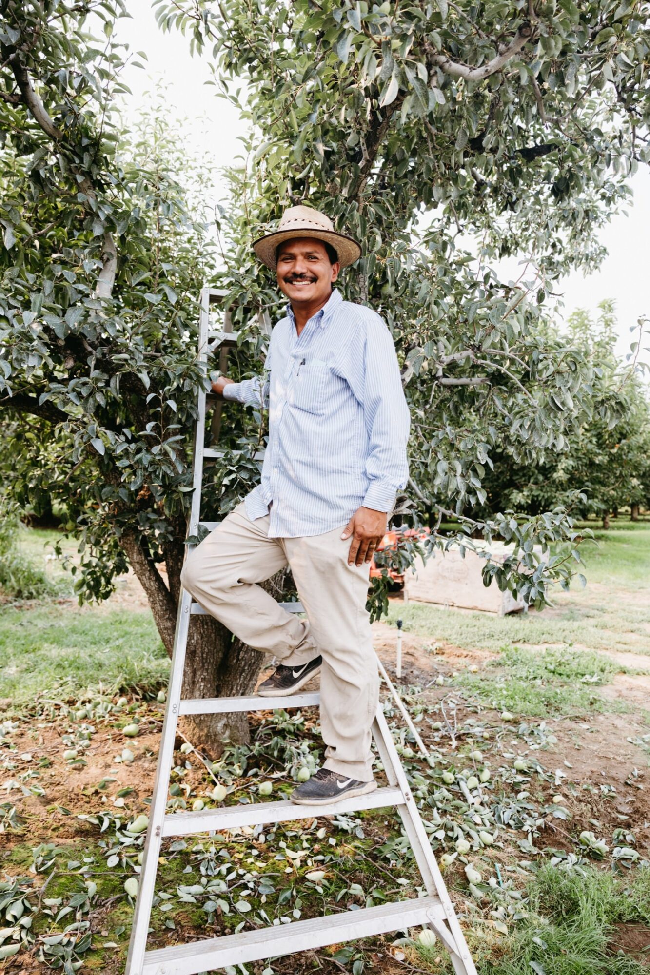 Seattle's best commercial food and hospitality photographer A man in a straw hat and light blue shirt stands smiling on a ladder beside a leafy fruit tree in an orchard, captured by Seattles best commercial food lifestyle photographer. Trimmed branches and green grass surround him. captured by seattle's best food and lifestyle photographer Brooke Fitts