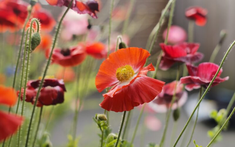 Seattle's best commercial food and hospitality photographer Bright red and pink poppies with yellow centers bloom in a garden, captured by Seattles best commercial food lifestyle photographer. Green stems and leaves stand out against a blurred wooden fence and patio in the background. captured by seattle's best food and lifestyle photographer Brooke Fitts