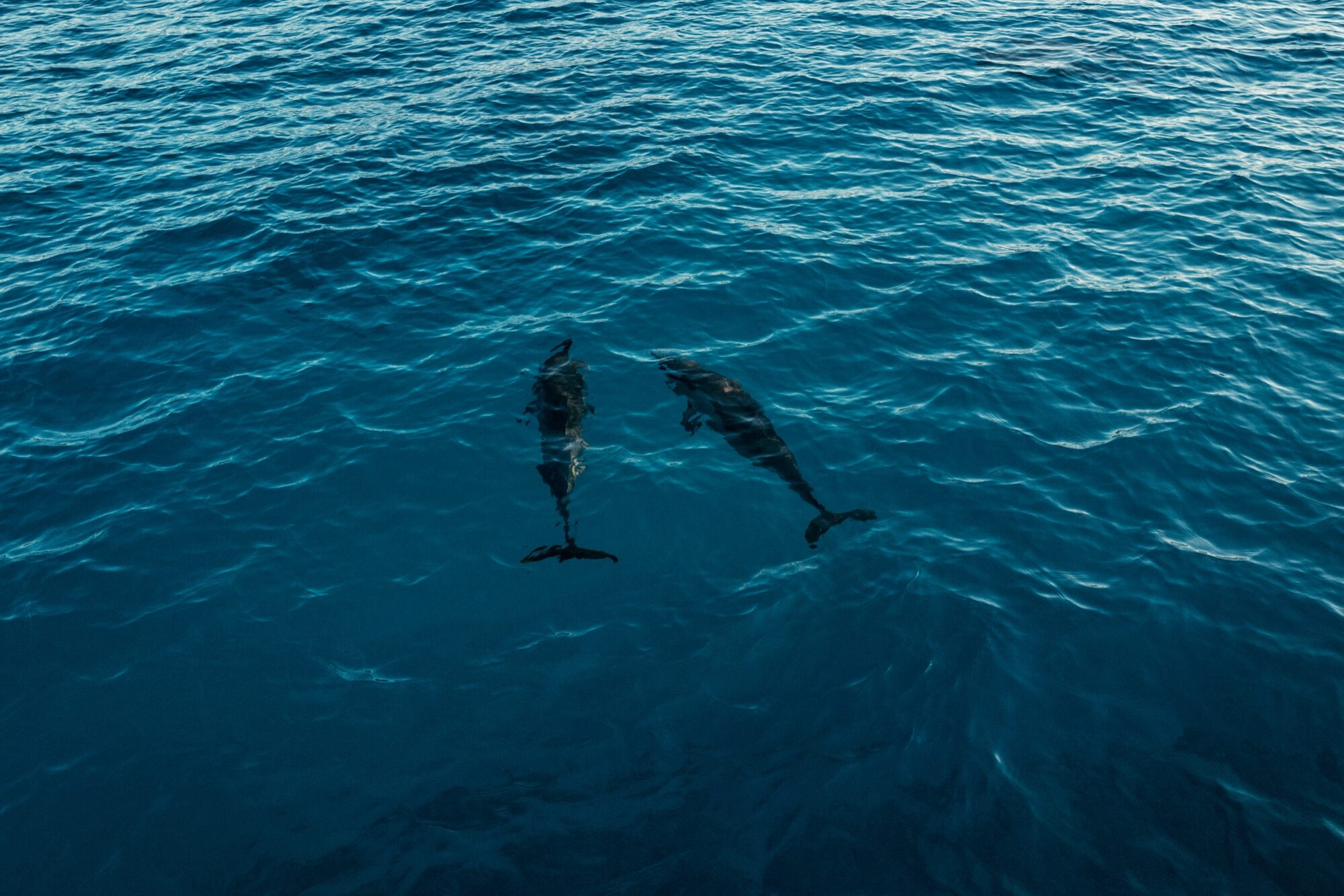 Seattle's best commercial food and hospitality photographer Two dolphins swim close together just below the surface of deep blue ocean water, their silhouettes visible through gently rippling waves—captured with the artistry of Seattles best commercial food lifestyle photographer. captured by seattle's best food and lifestyle photographer Brooke Fitts