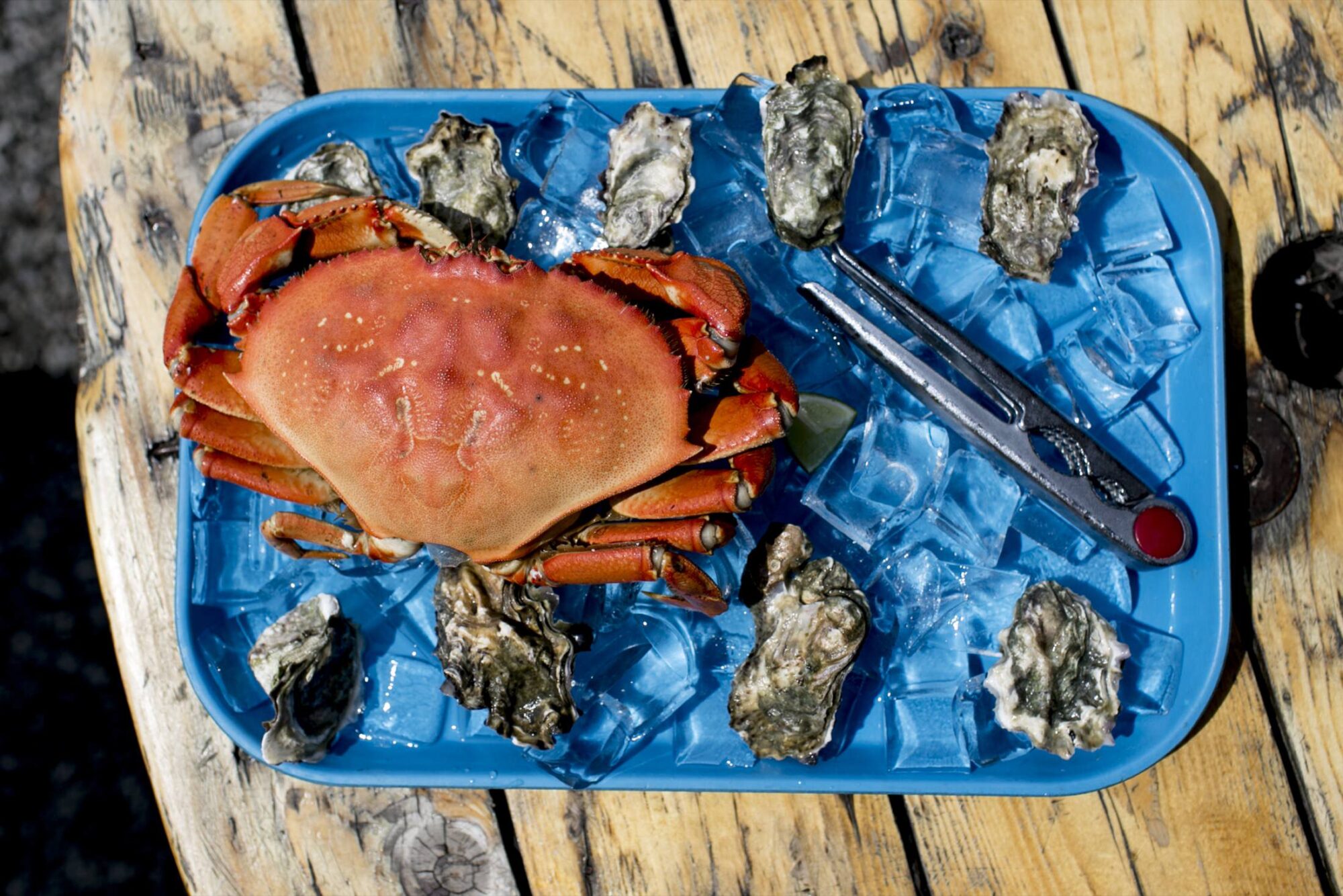 Seattle's best commercial food and hospitality photographer A cooked crab sits on a blue tray surrounded by oysters on ice, with a metal seafood cracker also on the tray—all expertly captured by Seattles best commercial food lifestyle photographer, set on a rustic wooden table. captured by seattle's best food and lifestyle photographer Brooke Fitts