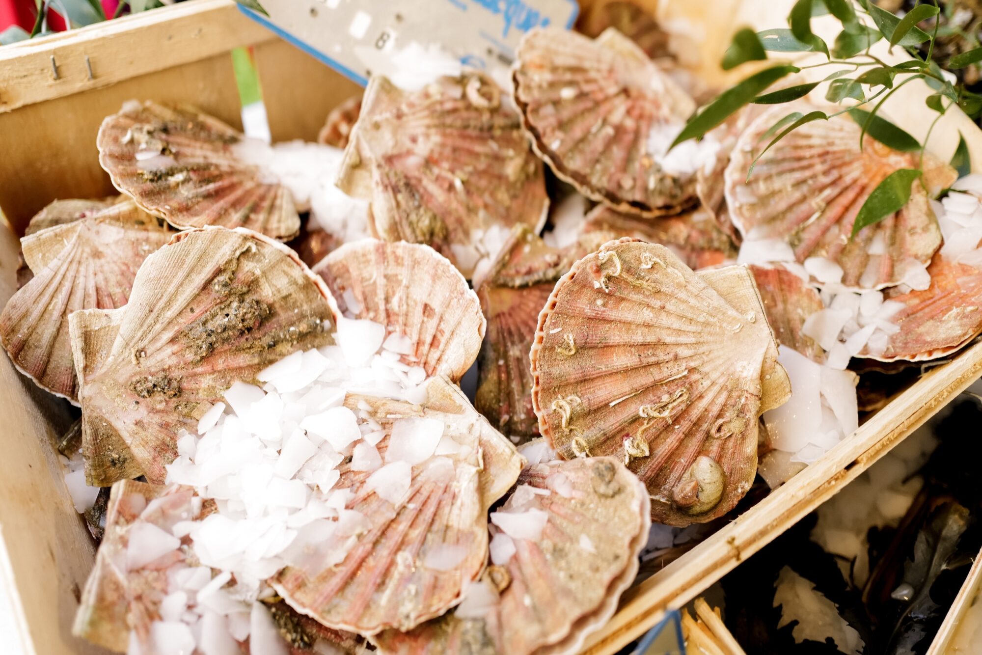 Seattle's best commercial food and hospitality photographer A wooden crate filled with raw scallops in their shells, covered with ice chips, is beautifully displayed at a seafood market—captured by Seattles best commercial food lifestyle photographer. Some greenery is visible in the top right corner. captured by seattle's best food and lifestyle photographer Brooke Fitts