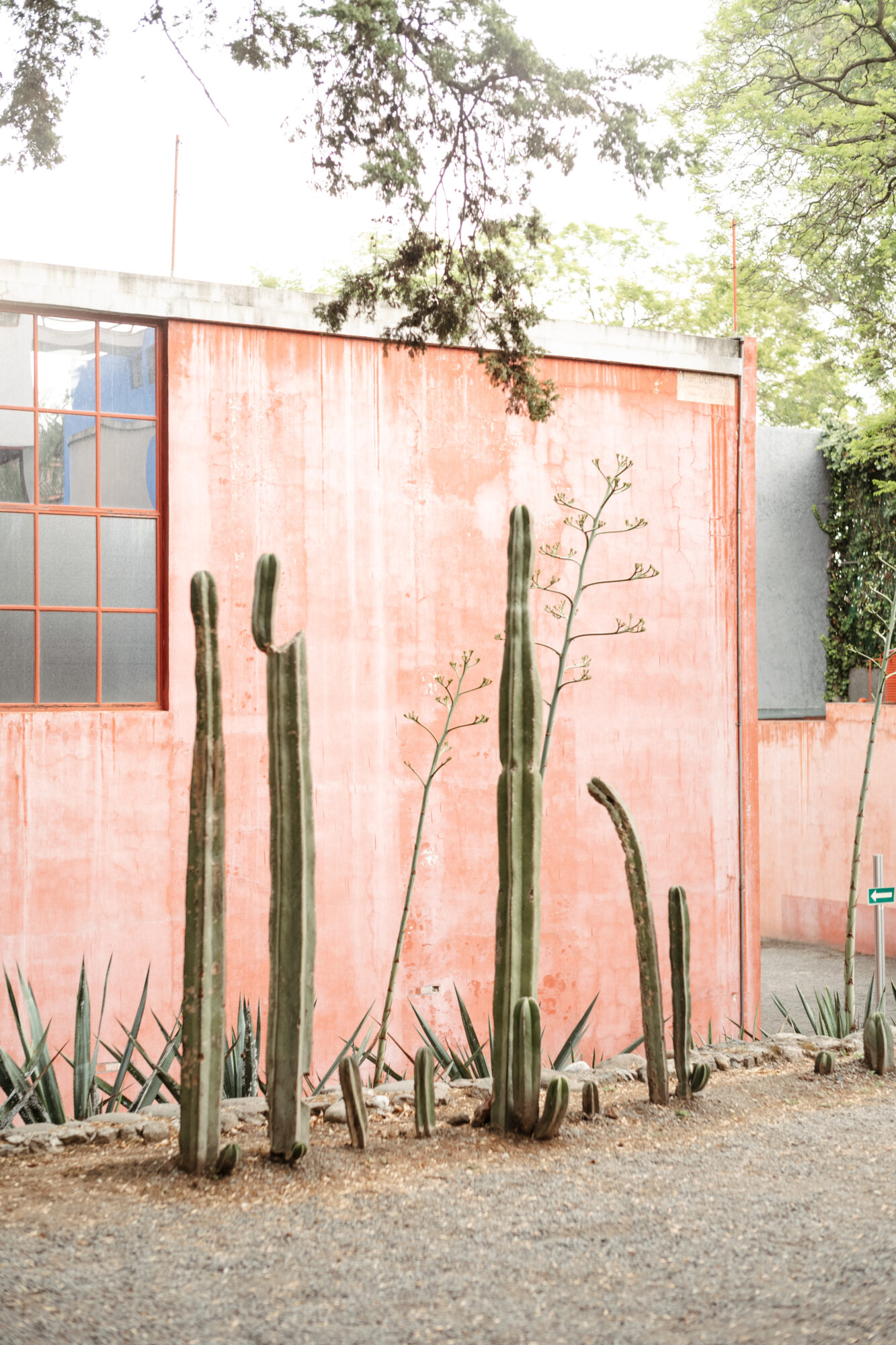 Seattle's best commercial food and hospitality photographer Tall cacti and agave plants grow in front of a faded pink stucco wall with large windows, surrounded by trees and gravel ground—captured by Seattles best commercial food lifestyle photographer for a unique, desert-inspired urban scene. captured by seattle's best food and lifestyle photographer Brooke Fitts