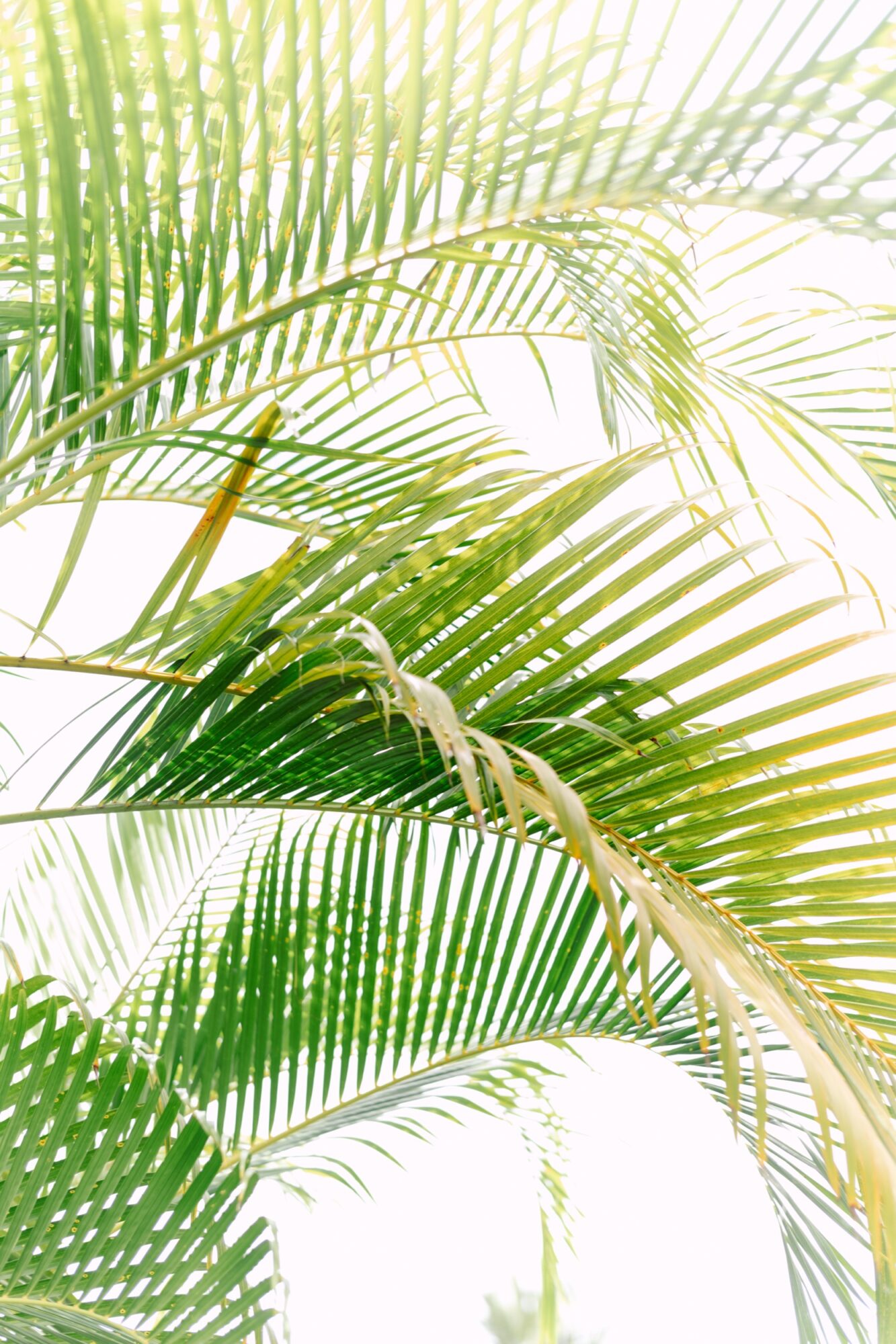 Seattle's best commercial food and hospitality photographer A close up of a palm tree. captured by seattle's best food and lifestyle photographer Brooke Fitts