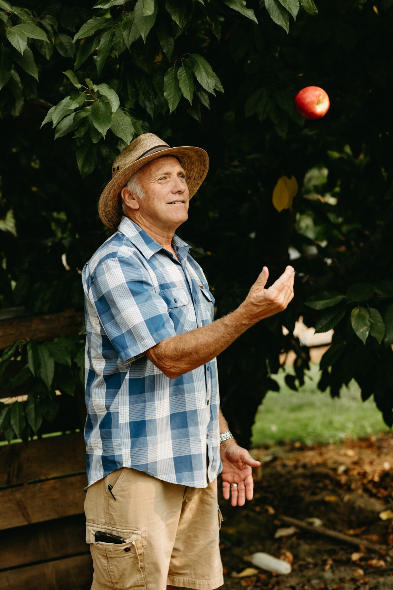 Seattle's best lifestyle potrait photographer An older man in a straw hat and plaid shirt stands outdoors by a tree, smiling and tossing a red apple in the air. He appears relaxed and is surrounded by green leaves and natural light. captured by seattle's best food and hospitality photographer Brooke Fitts