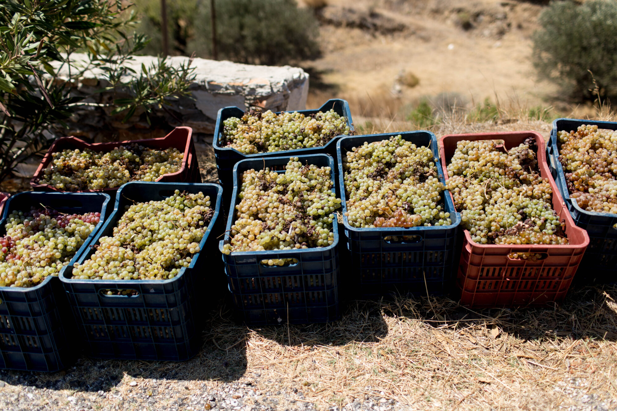 Seattle's best commercial food and hospitality photographer Plastic crates filled with freshly harvested green and purple grapes are arranged outdoors on dry grass, with a blurred background of trees and hillside. captured by seattle's best food and lifestyle photographer Brooke Fitts