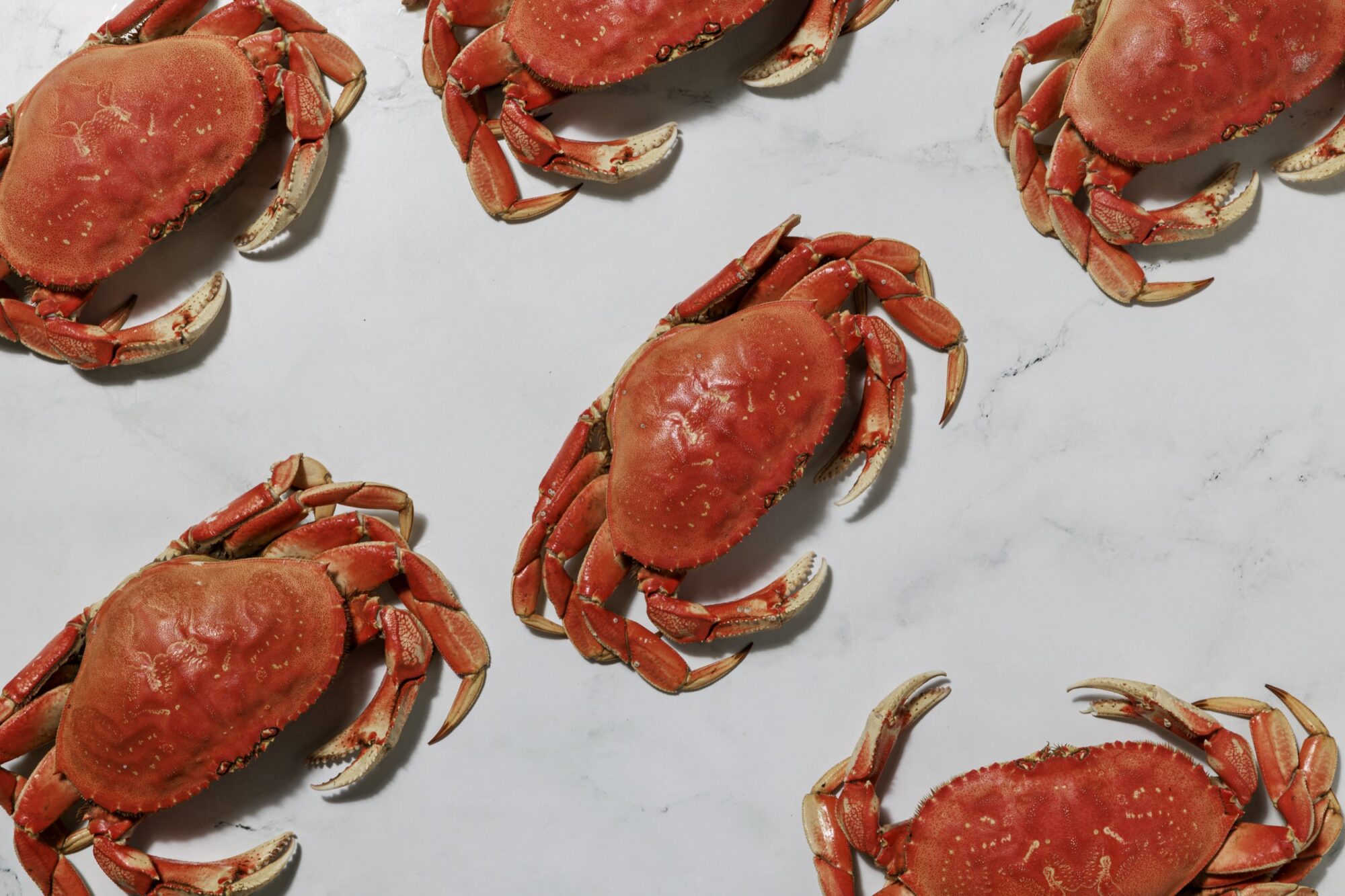 Six cooked red crabs are arranged on a white marble surface, spaced out evenly in various directions. The crabs claws and legs are visible, creating a patterned layout with a clean background. captured by seattle's best food and hospitality photographer Brooke Fitts