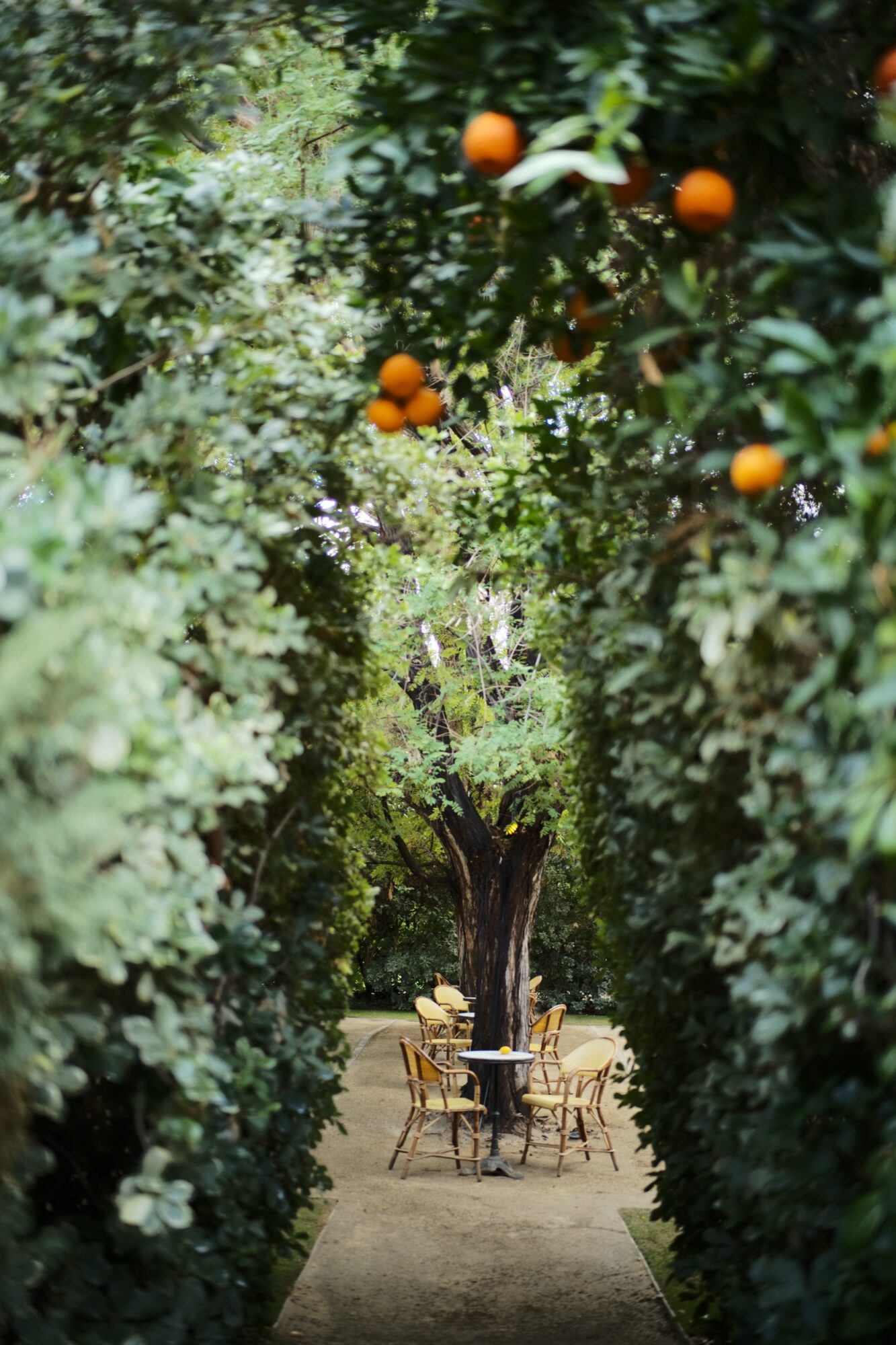 A narrow garden path lined with lush green bushes leads to an outdoor seating area with several yellow chairs and a table; orange fruits hang from branches above. captured by seattle's best food and hospitality photographer Brooke Fitts