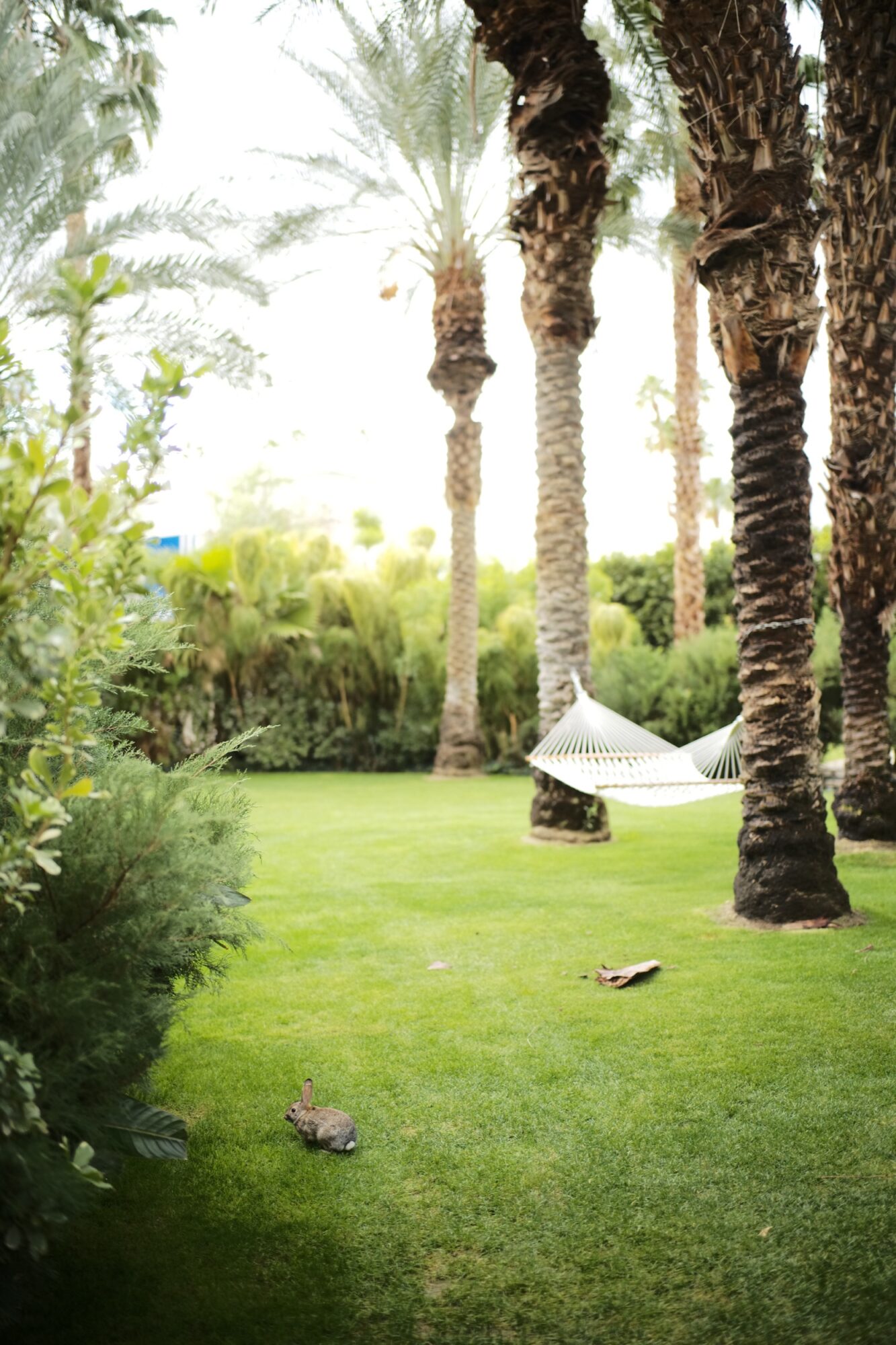 A grassy yard with a hammock hanging between tall palm trees. A rabbit sits on the lawn in the foreground, surrounded by greenery, under soft daylight. captured by seattle's best food and hospitality photographer Brooke Fitts